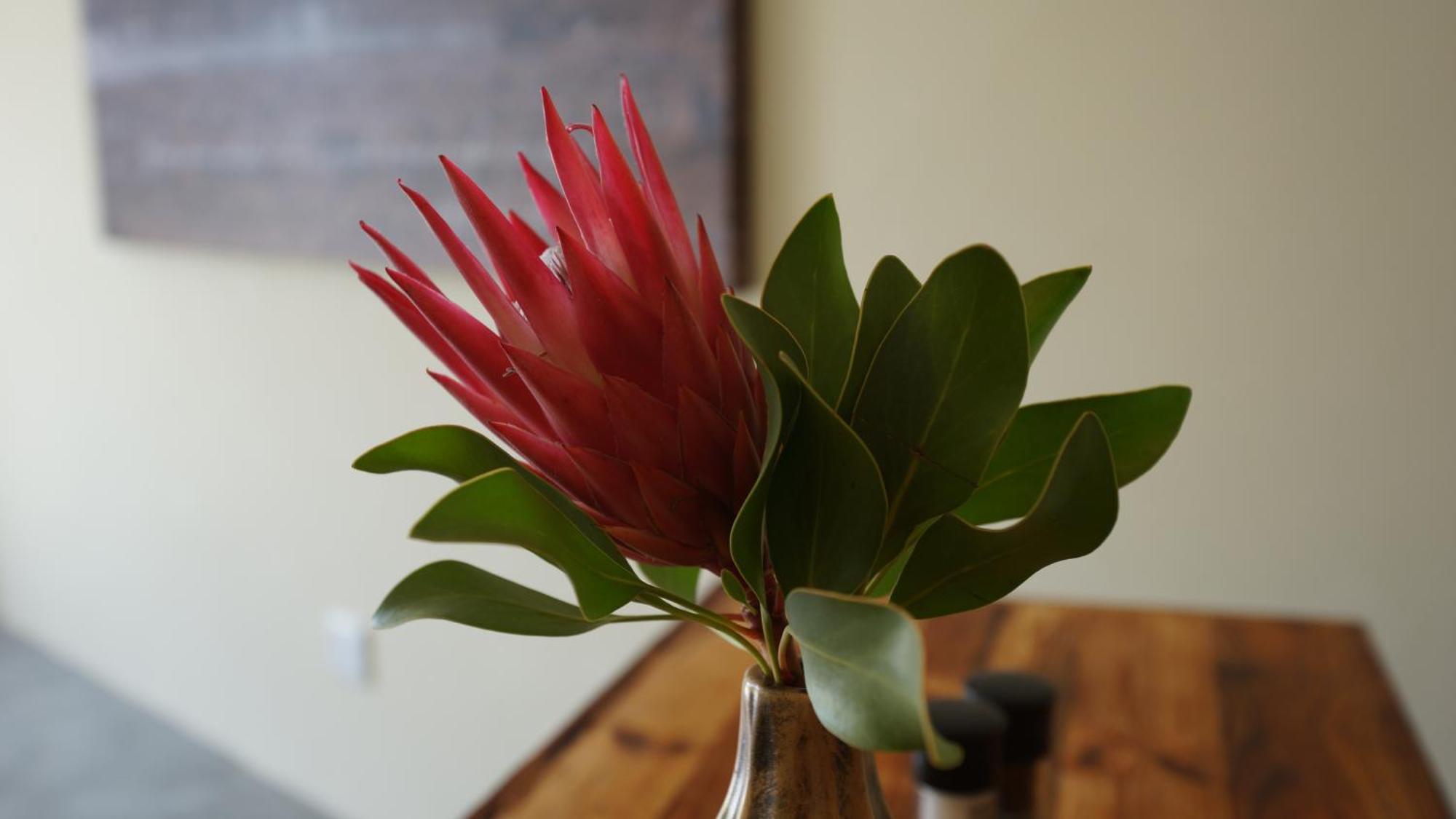 Stellar Overberg Travellers Lodge Napier エクステリア 写真