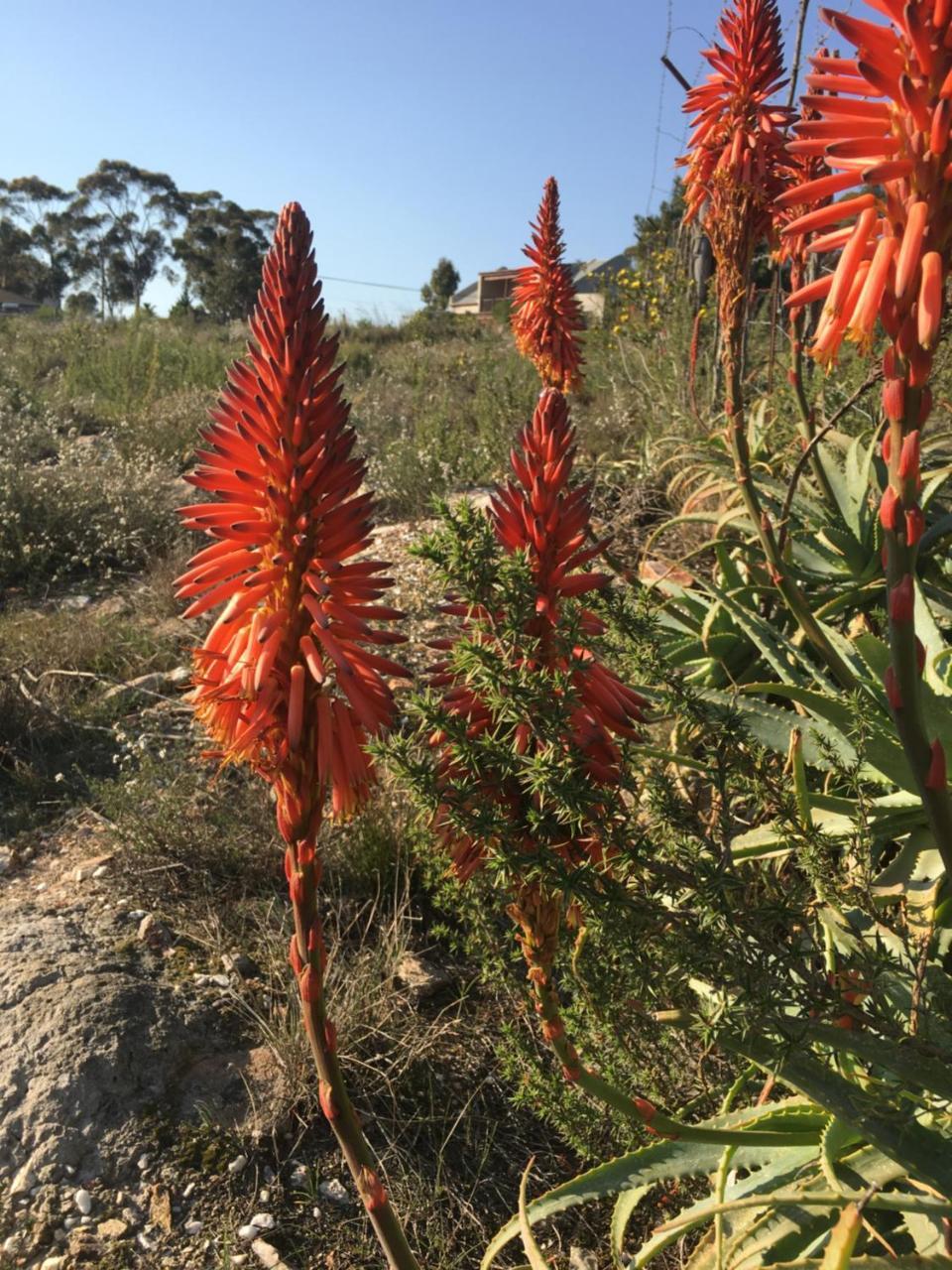Stellar Overberg Travellers Lodge Napier エクステリア 写真